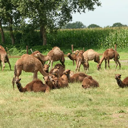 Bed & Breakfast De Kamelenmelkerij